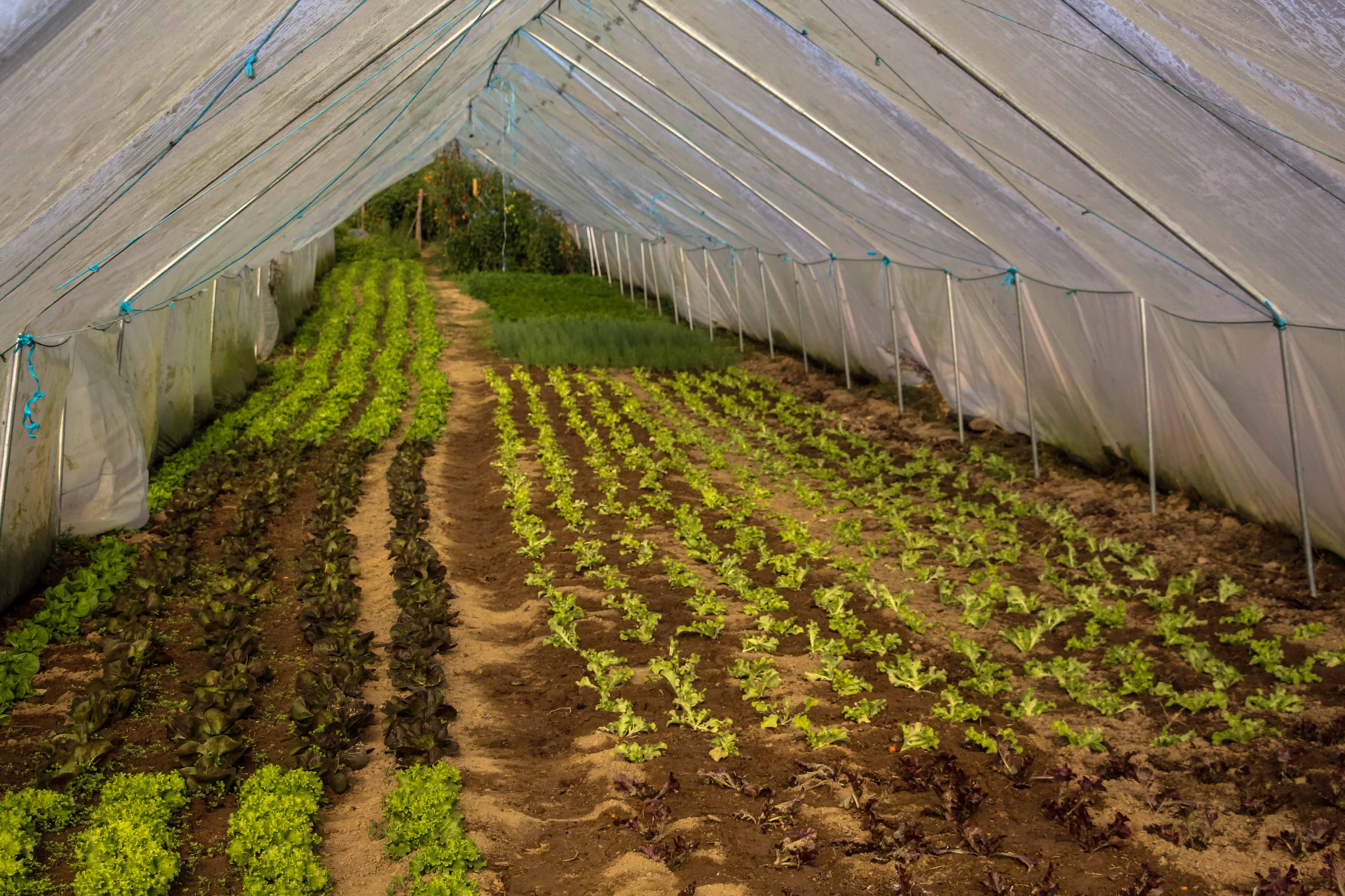 Bio et local, notre défi !