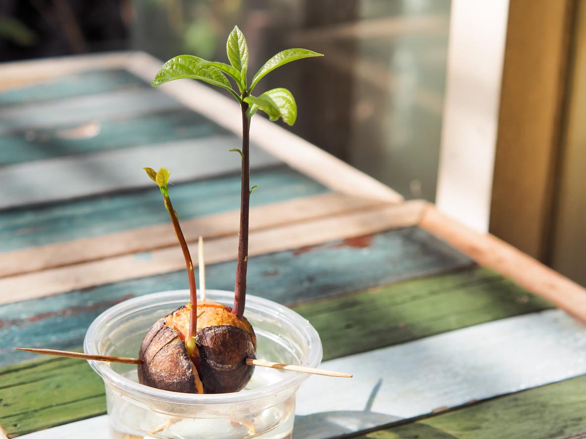 black rubber plant Ficus Burgundy Rubber Plant with Planter - Large (1' to 2' tall) Antique Teal Planter main image 0
